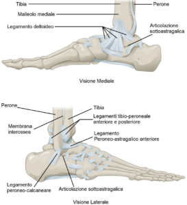 legamenti caviglia